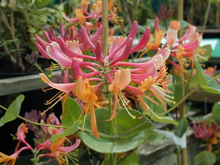 Lonicera x h. Gold Flame - image 1