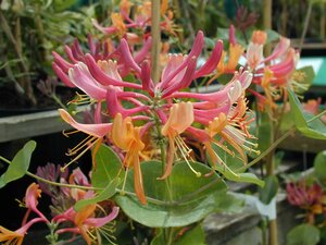 Lonicera x h. Gold Flame