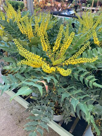 Mahonia x media Charity - image 1