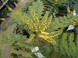 Mahonia x media Winter Sun - image 1