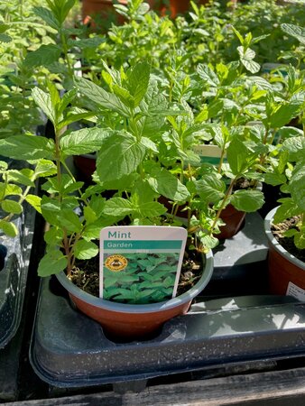 Mint Garden - image 1