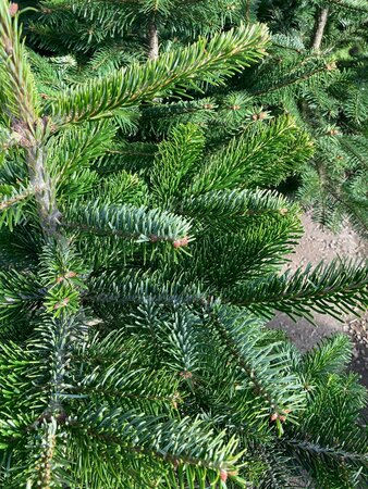 Nordman Fir 10-12ft (300-360cm) - image 2