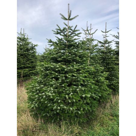 Nordman Fir 10-12ft (300-360cm) - image 1