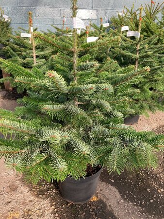 Nordman Fir 10lt Pot (30-45cm)