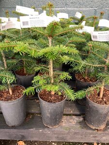 Nordman Fir 2L Pot (30-40cm)
