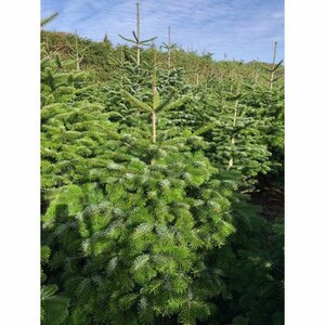 Nordman Fir 4-5ft (120-150cm)