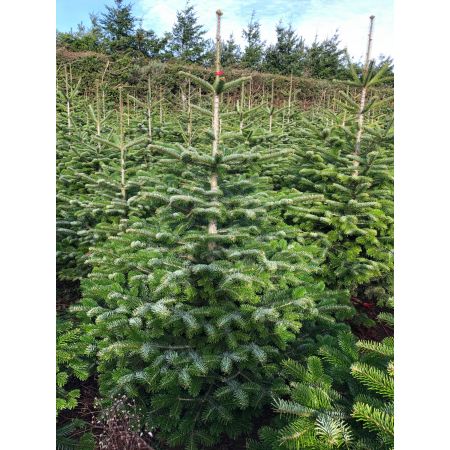 Nordman Fir 5-6ft (150-175cm) - image 1