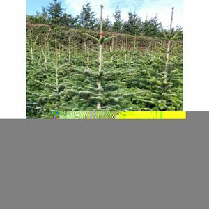 Nordman Fir 5-6ft (150-175cm)