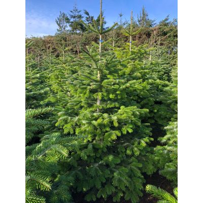 Nordman Fir 6-7ft (175-200 cm)