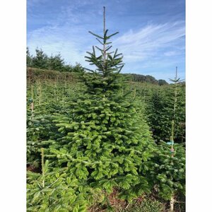 Nordman Fir 7-8ft (200-240cm) - image 1