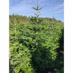 Nordman Fir 8-10ft (240-300cm)