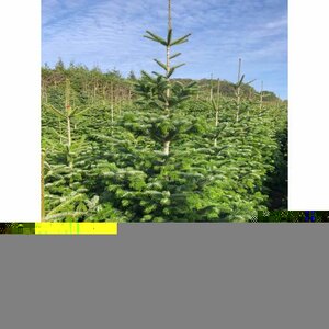 Nordman Fir 8-10ft (240-300cm)