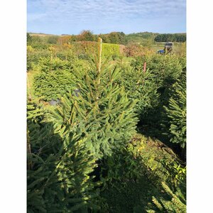 Norway Spruce 10lt Pot 3-4ft (100-120cm) - image 1