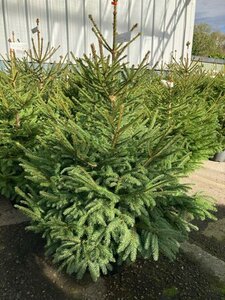 Norway Spruce 10lt Pot (60-80cm) - image 1