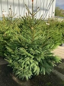 Norway Spruce 10lt pot (80-100cm) - image 1