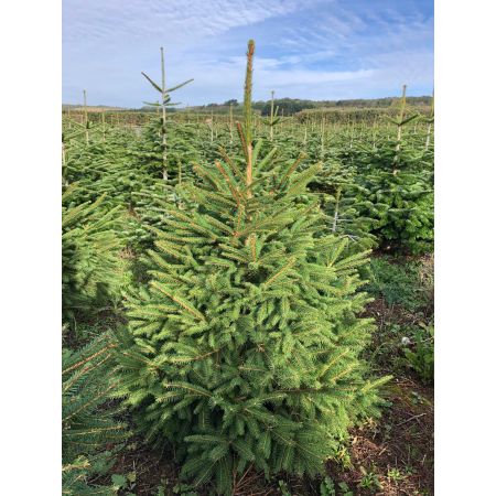 Norway Spruce 3-4ft (100-120cm) - image 1