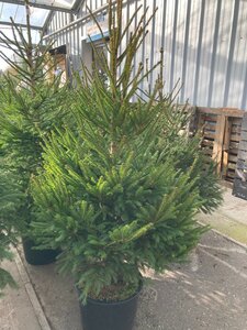 Norway Spruce 35lt Pot (160-190cm)