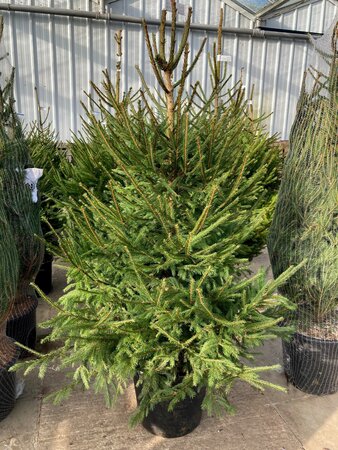 Norway Spruce 35lt pot (190-220cm)