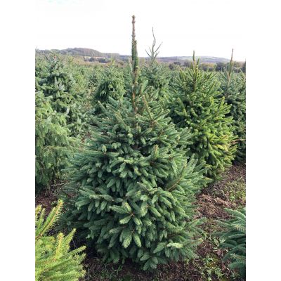 Norway Spruce 4-5ft (120-150cm) - image 1