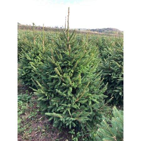 Norway Spruce 4-5ft (120-150cm) - image 2