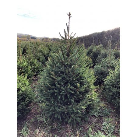 Norway Spruce 5-6ft (150-175cm) - image 1