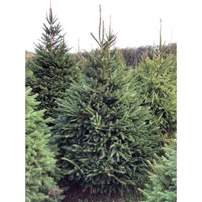 Norway Spruce 9-10ft (275-300cm) - image 1