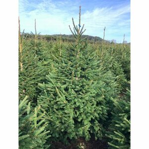 Norway Spruce 6-7ft (175-200cm) - image 1