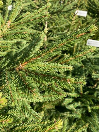 Norway Spruce 7-8ft (200-240cm) - image 2