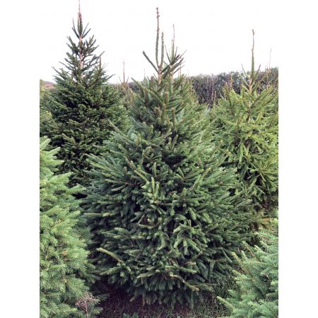 Norway Spruce 7-8ft (200-240cm) - image 1