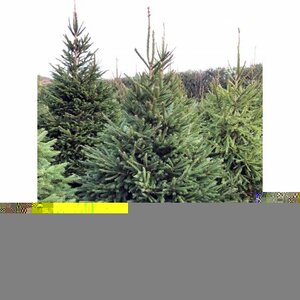 Norway Spruce 9-10ft (270-300cm)