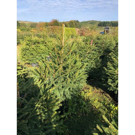 Norway Spruce Potted  2.5-3.5ft (80-100cm) - image 1