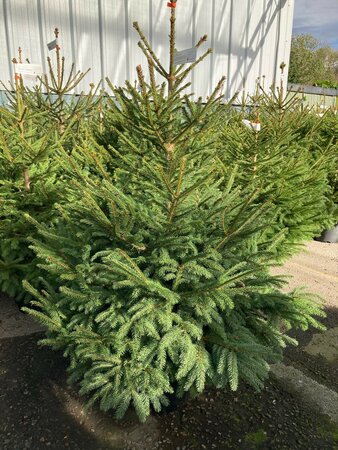 Norway Spruce Potted  2.5-3.5ft (80-100cm) - image 3