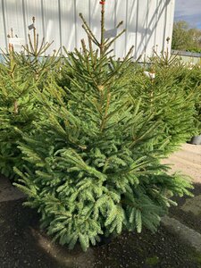 Norway Spruce Potted  2.5-3.5ft (80-100cm) - image 3