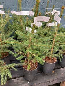 Norway Spruce Potted 2 litre 1ft-1.5ft (30-40cm) - image 1