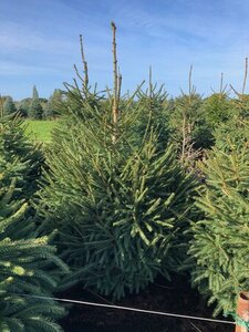 Norway Spruce potted  4-5ft (120-150cm) - image 1