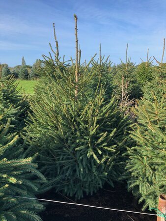 Norway Spruce potted  5-6ft (150-180cm) - image 1