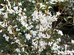 Osmanthus Delavayi - image 1