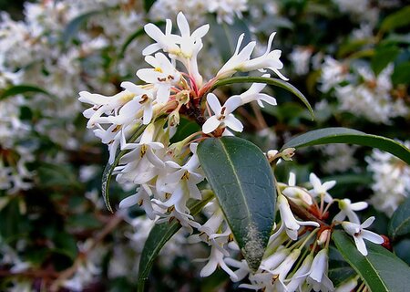 Osmanthus x Burkwoodii - image 1