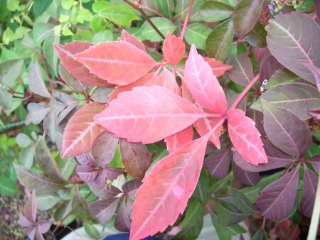 Parthenocissus Henryana - image 1