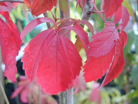 Parthenocissus Quinquefolia - image 1