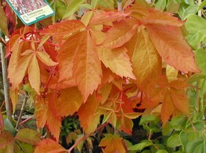 Parthenocissus tri. Veitchii - image 1