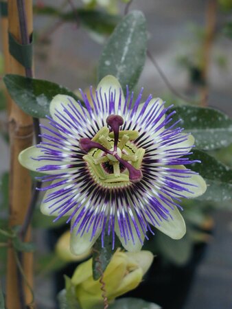 Passiflora caerulea