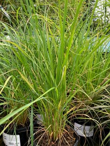 Pennisetum alopecuroides - image 2