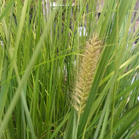 Pennisetum alopecuroides - image 1