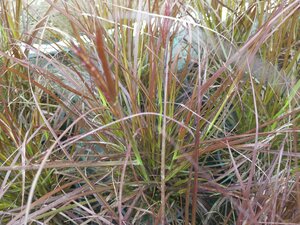 Pennisetum x advena Rubrum