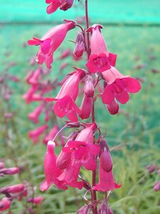 Penstemon Garnet