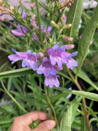 Penstemon Het. Heavenly Blue - image 3