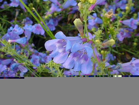 Penstemon Het. Heavenly Blue - image 1