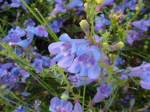 Penstemon Het. Heavenly Blue