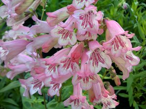 Penstemon Hewells Pink